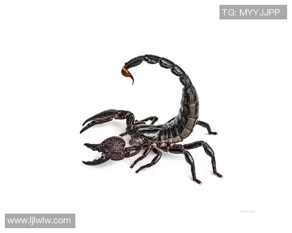 蝎子摆尾的神秘力量与生存智慧探秘之旅