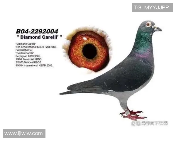 甘美奥与帕尔梅的巅峰对决谁能在赛场上书写新的传奇 甘美奥与帕尔梅的巅峰对决谁能在赛场上书写新的传奇